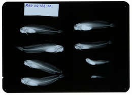 Image of Istiblennius edentulus (Forster & Schneider 1801)