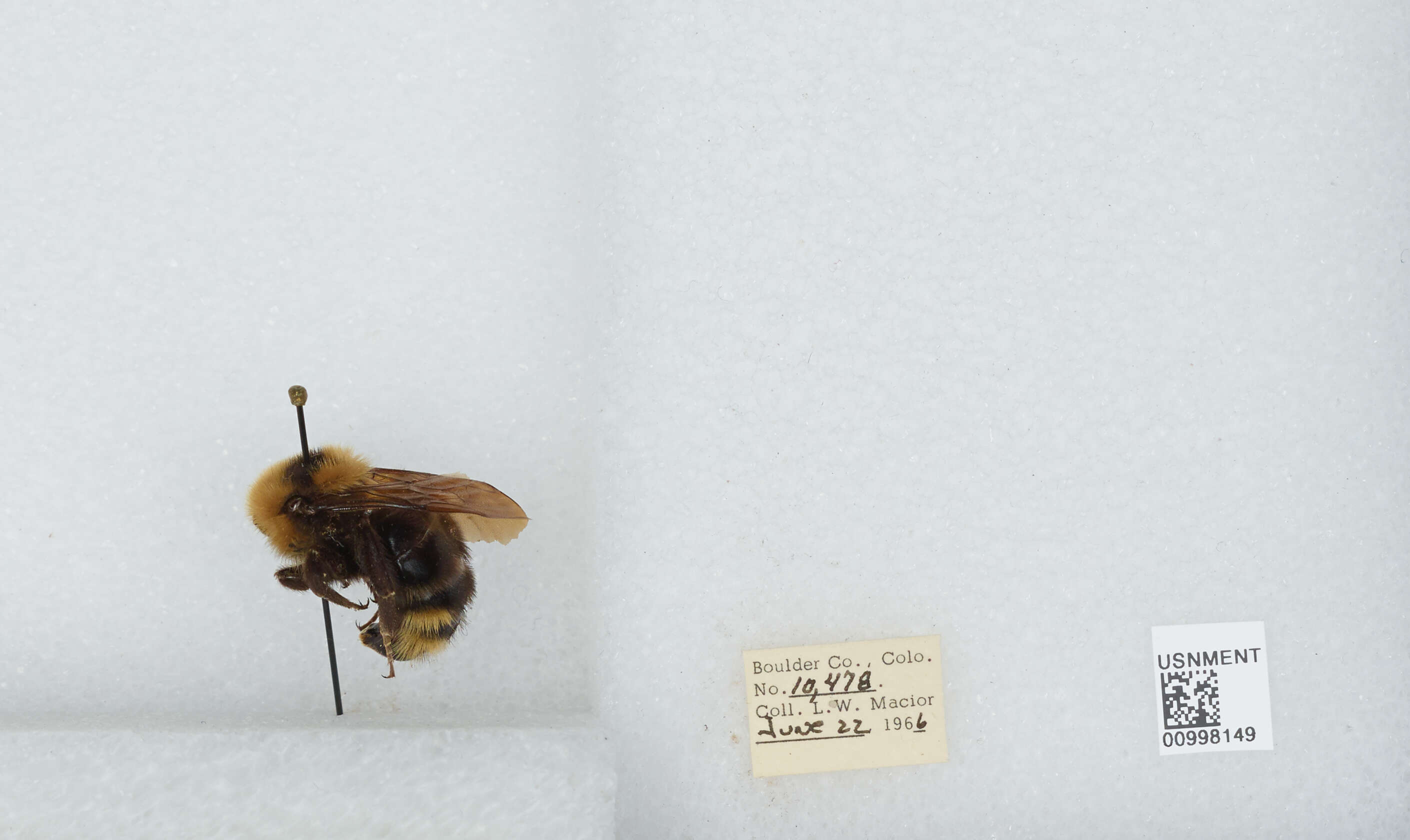 Image de Bombus insularis (Smith 1861)