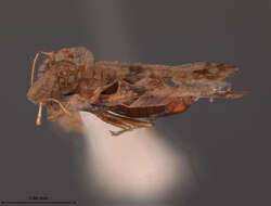 Corythucha pergandei Heidemann 1906的圖片