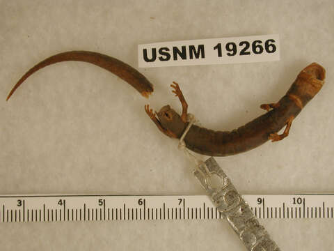 Image of Leprous False Brook Salamander