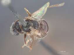 Image of Halictus