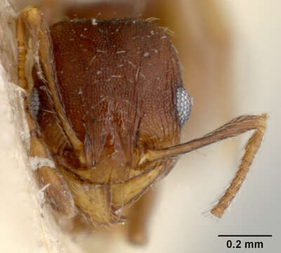 Pheidole pilifera coloradensis Emery 1895的圖片