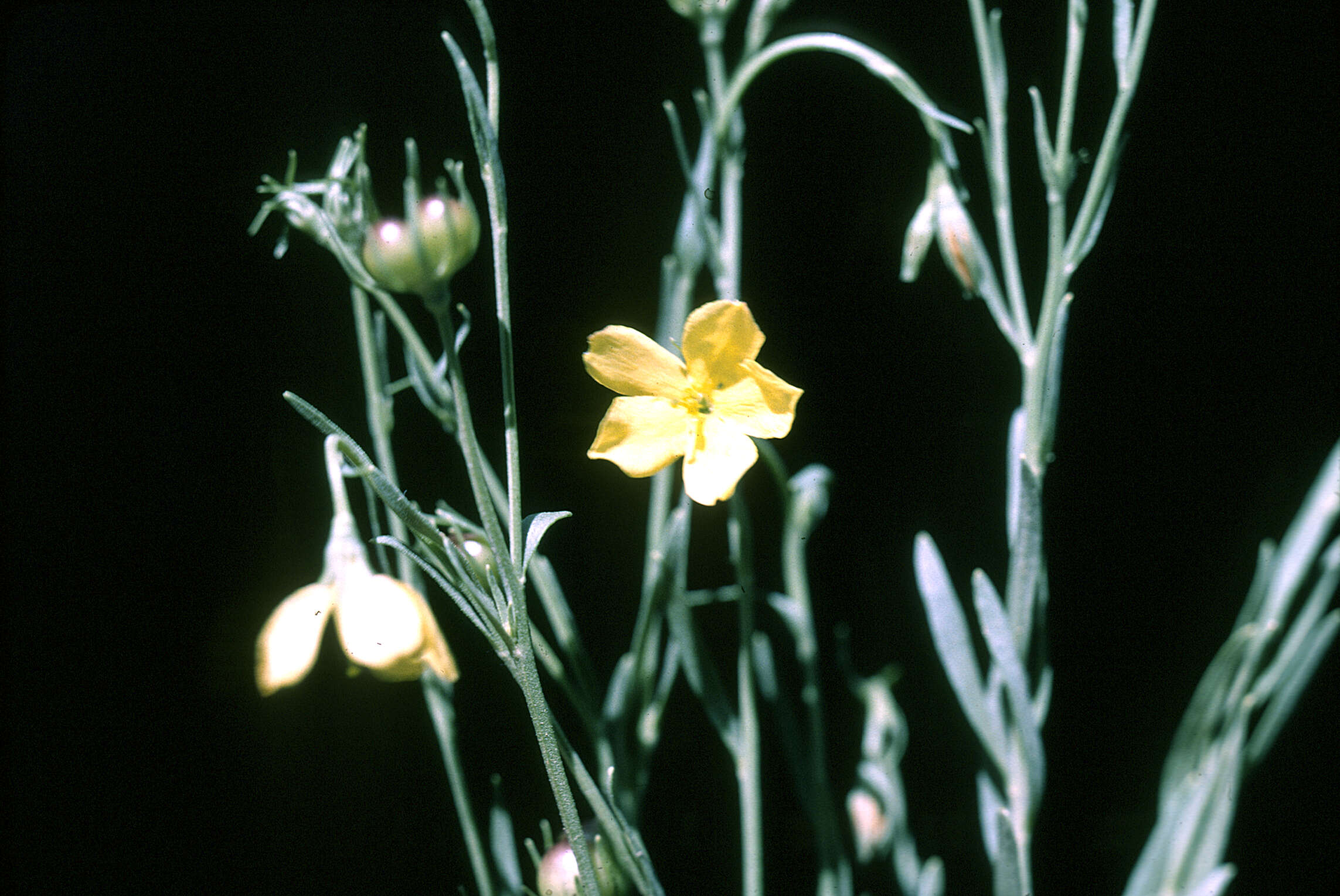 Plancia ëd Menodora scabra Engelm. ex A. Gray