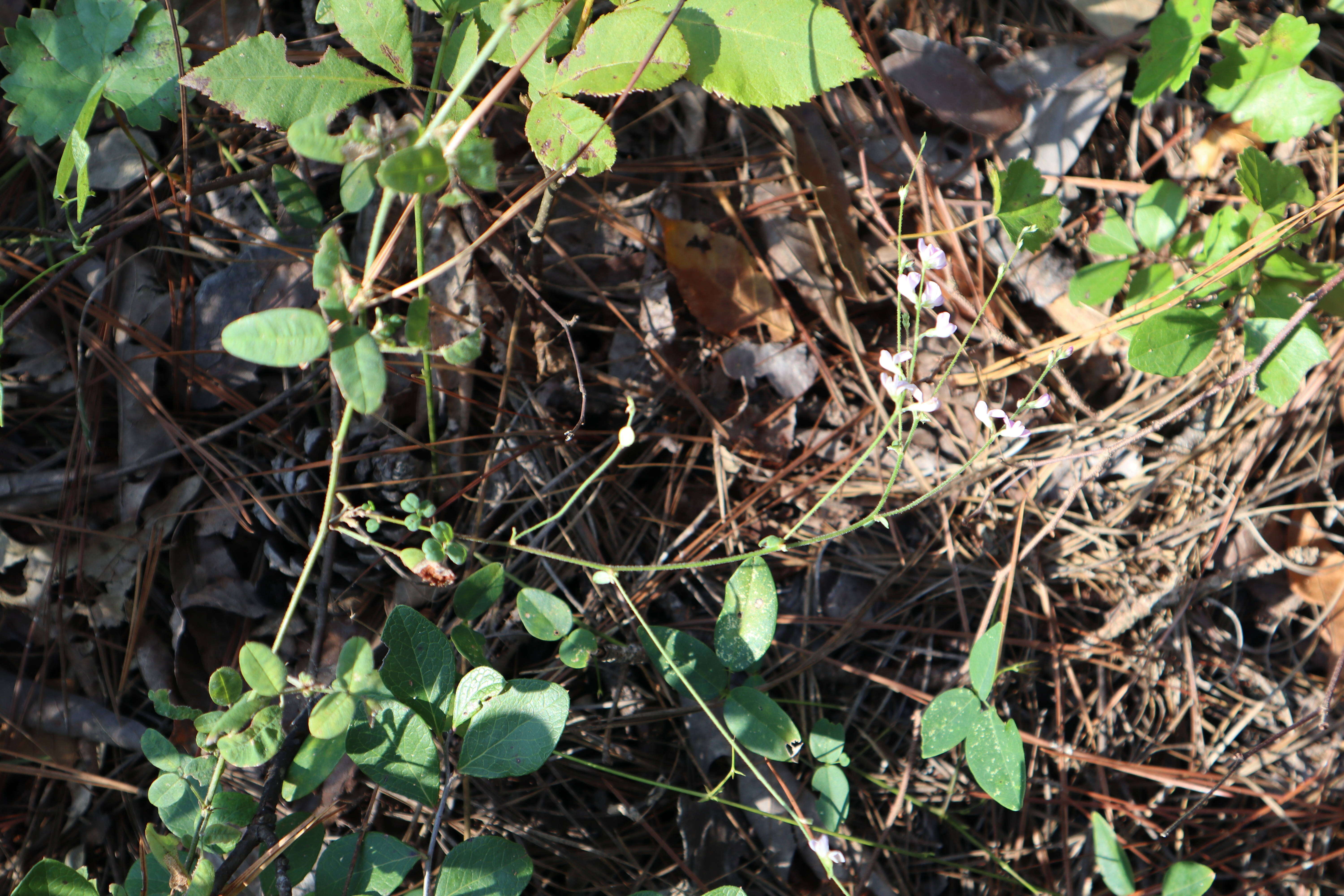 Image de Lespedeza procumbens Michx.