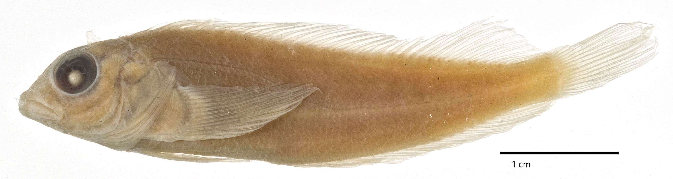 Image of Glossy blenny