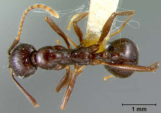 Image of Aphaenogaster Mayr 1853