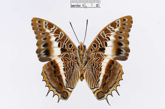 Charaxes brutus的圖片