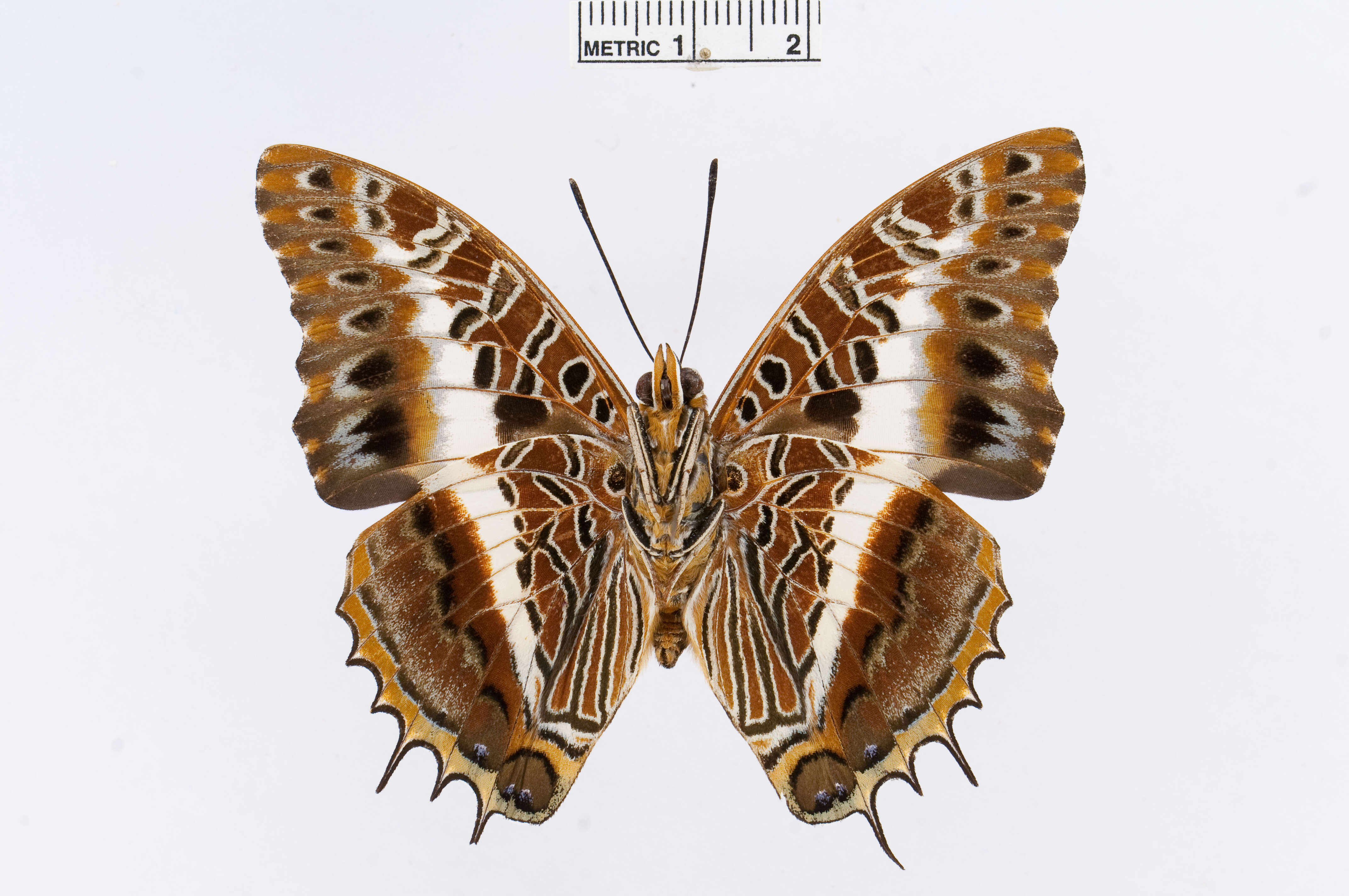 Image of Charaxes brutus