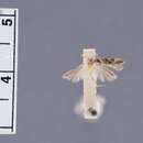 Image of <i>Eucordylea gallicola</i> Busck