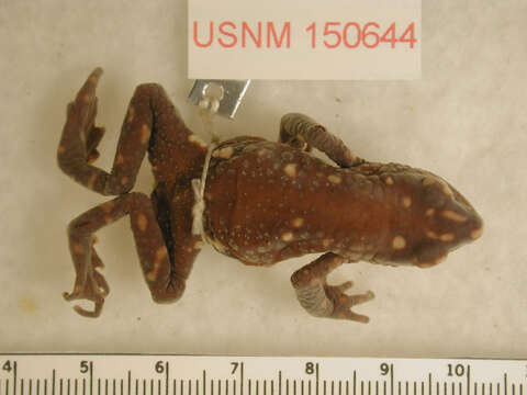 Sivun Atelopus marinkellei Cochran & Goin 1970 kuva