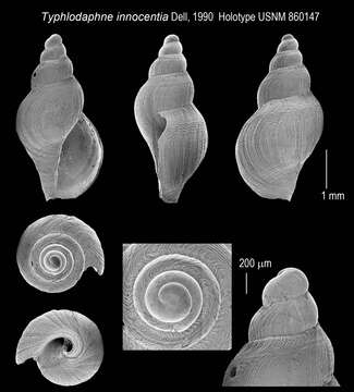 Sivun Pleurotomella innocentia (Dell 1990) kuva