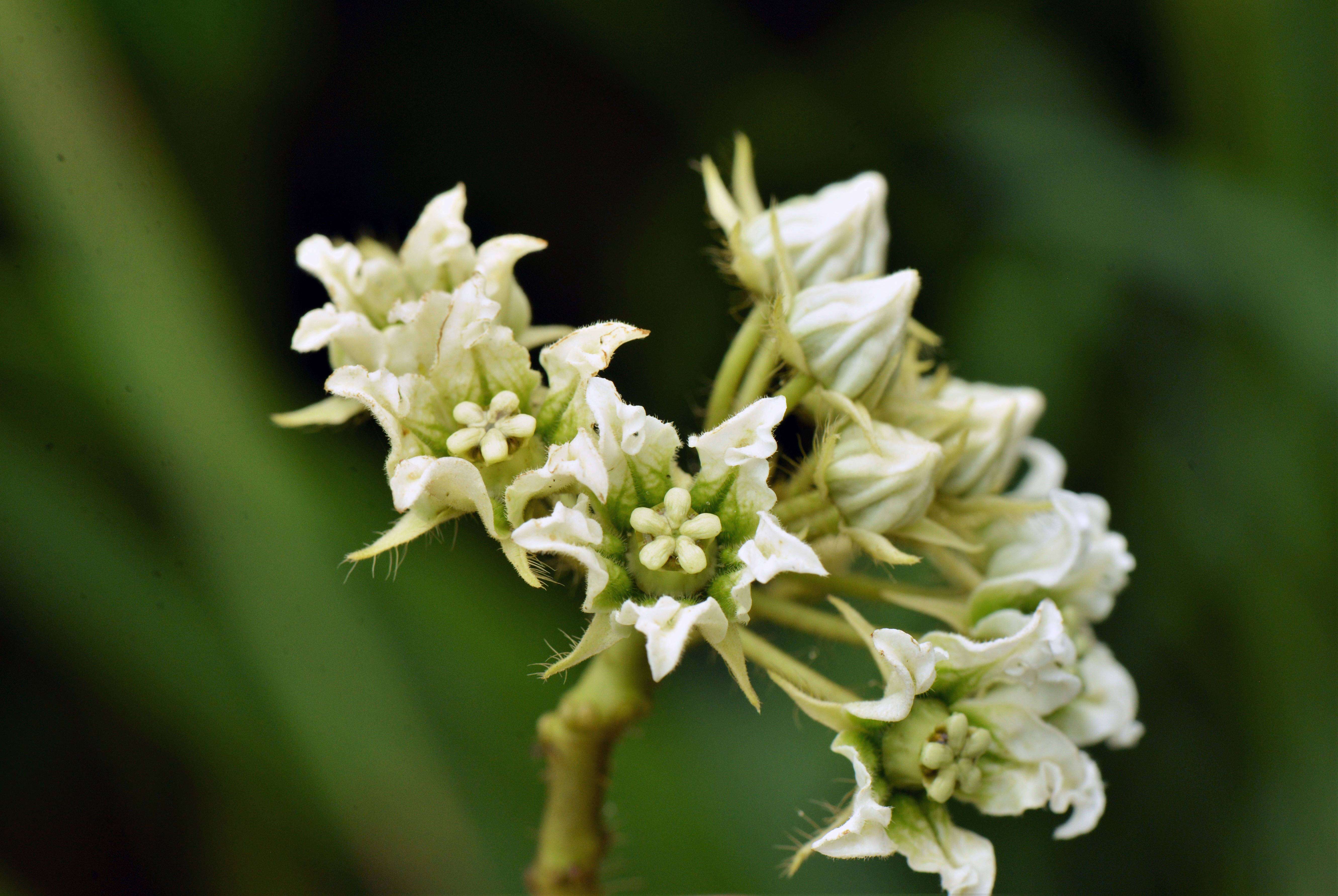 Image of Apocynaceae