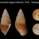 Image of <i>Amphidromus versicolor higginsi</i> Bartsch