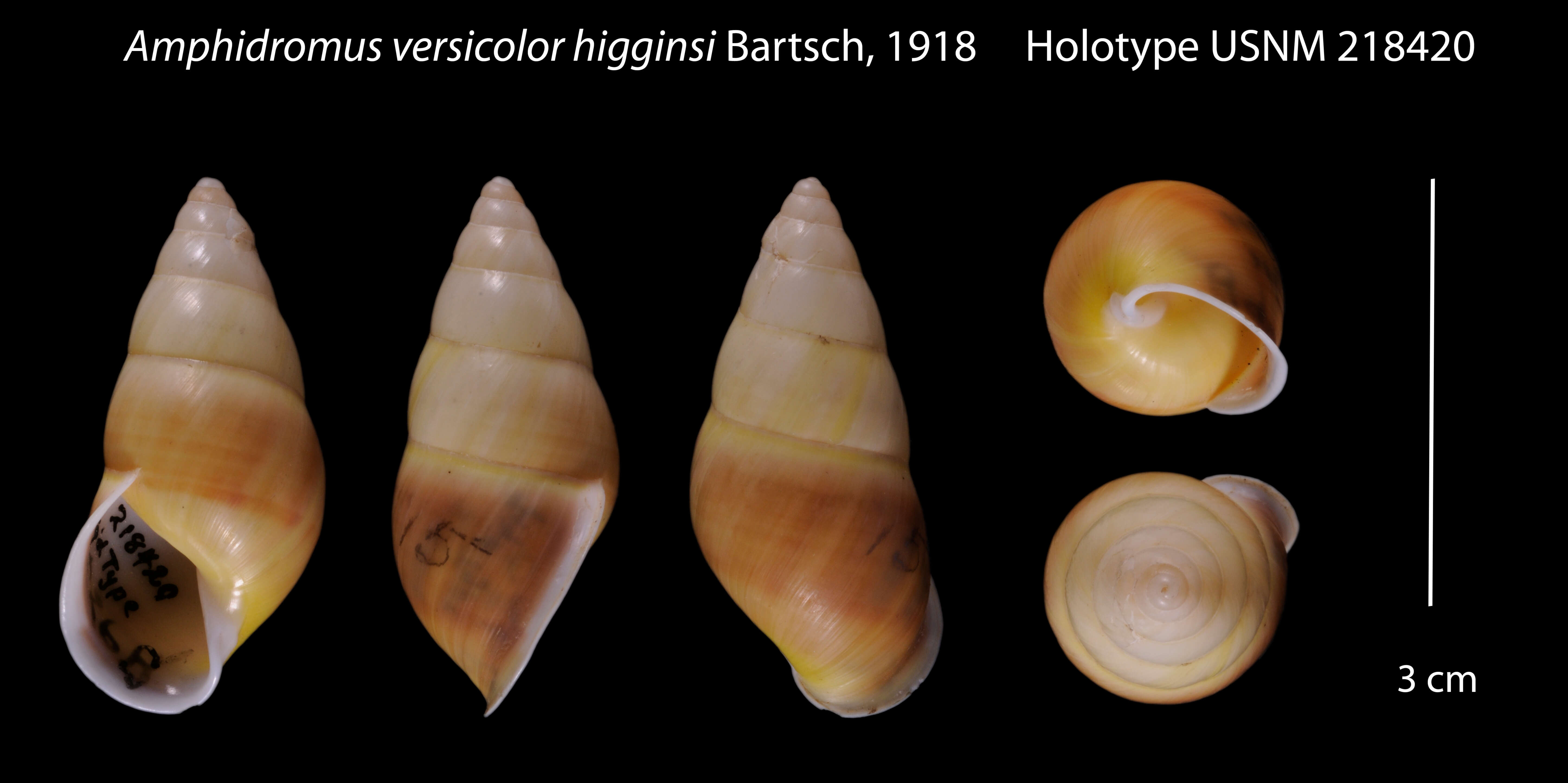 Image of <i>Amphidromus versicolor higginsi</i> Bartsch