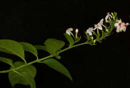 Pseuderanthemum carruthersii (Seem.) Guill. resmi