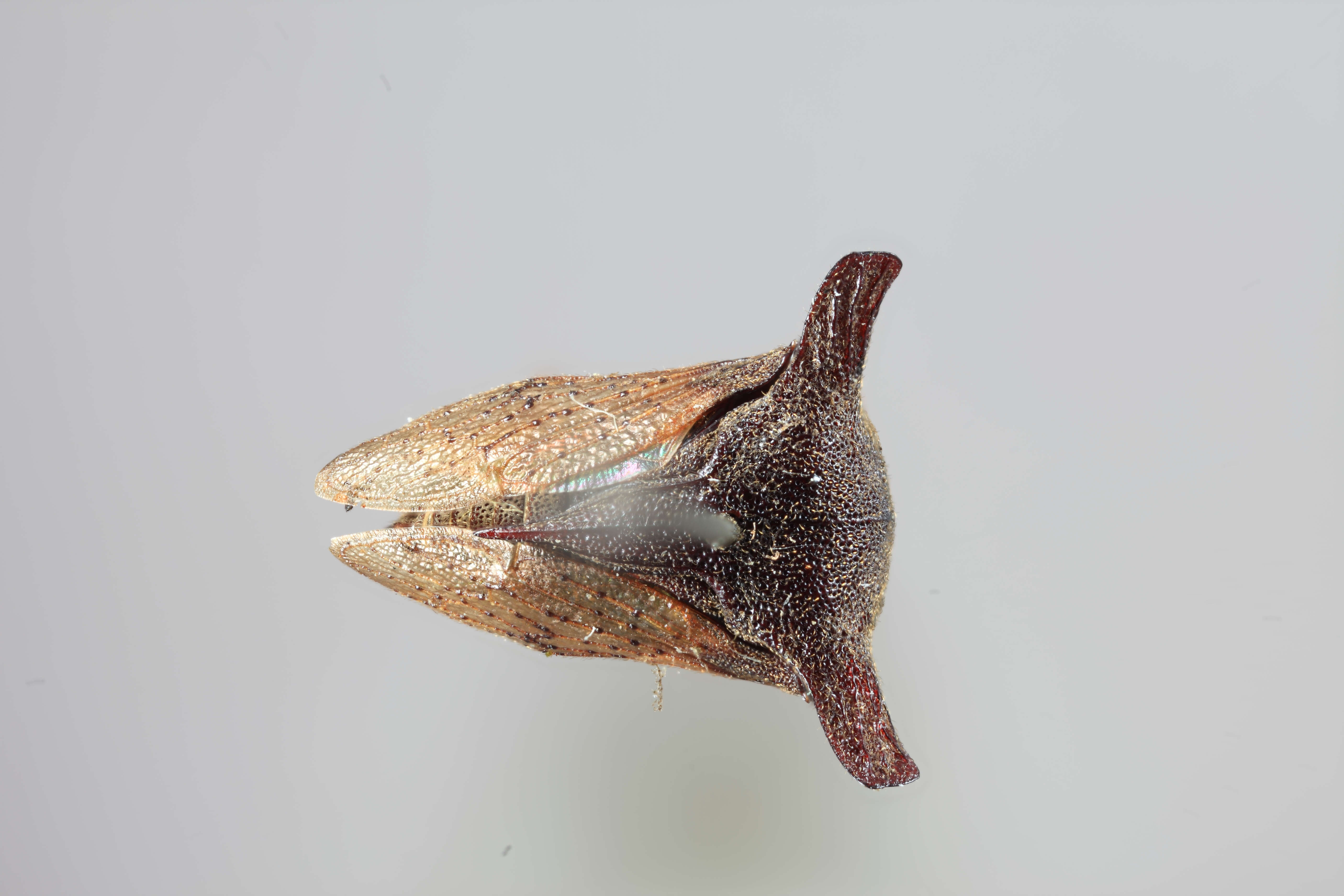 Image of Tricentrus truncaticornis Funkhouser