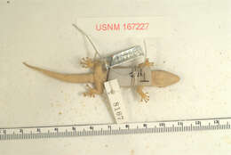 Image of Phyllodactylus pumilus Dixon & Huey 1970