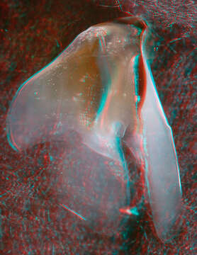 Image of pink scaled squid