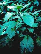 Image of Hawai'i pokeweed