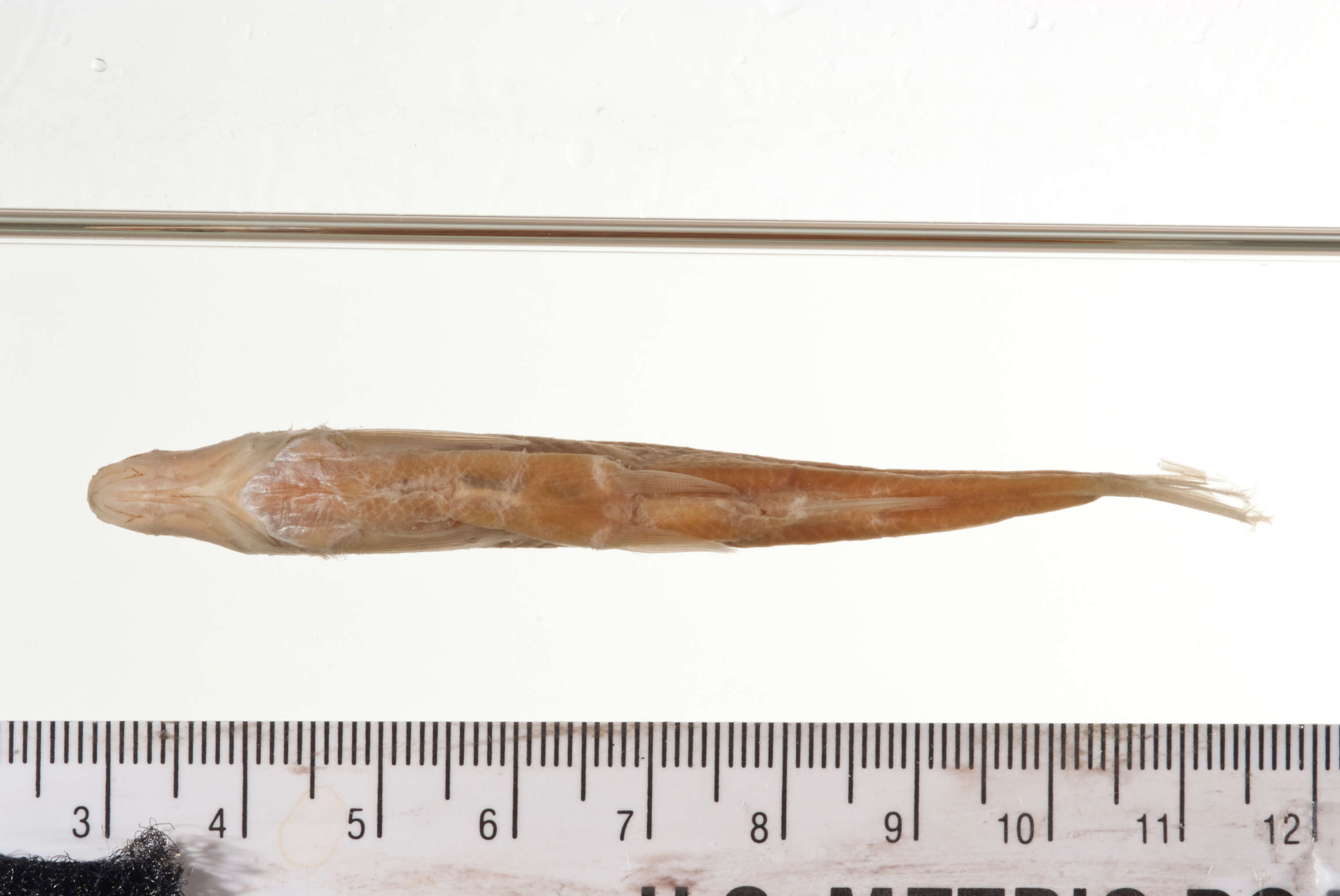 Image of Streamline chub