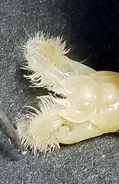 Image of <i>Mesacturoides fimbriatus</i>