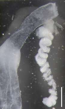 Image of Apolemia lanosa Siebert, Pugh, Haddock & Dunn 2013