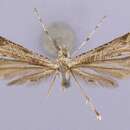 Platyptilia williamsii Grinnell 1908 resmi