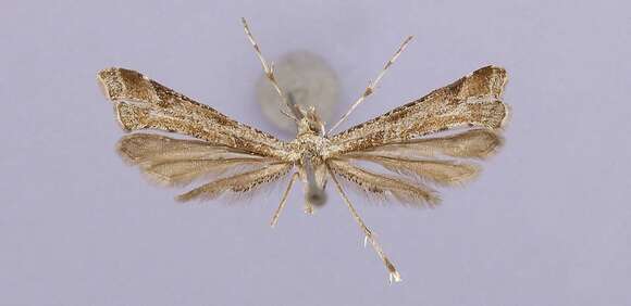 Platyptilia williamsii Grinnell 1908 resmi