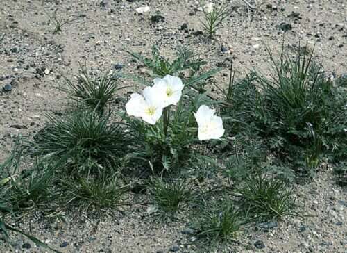 Imagem de Oenothera arizonica (Munz) W. L. Wagner