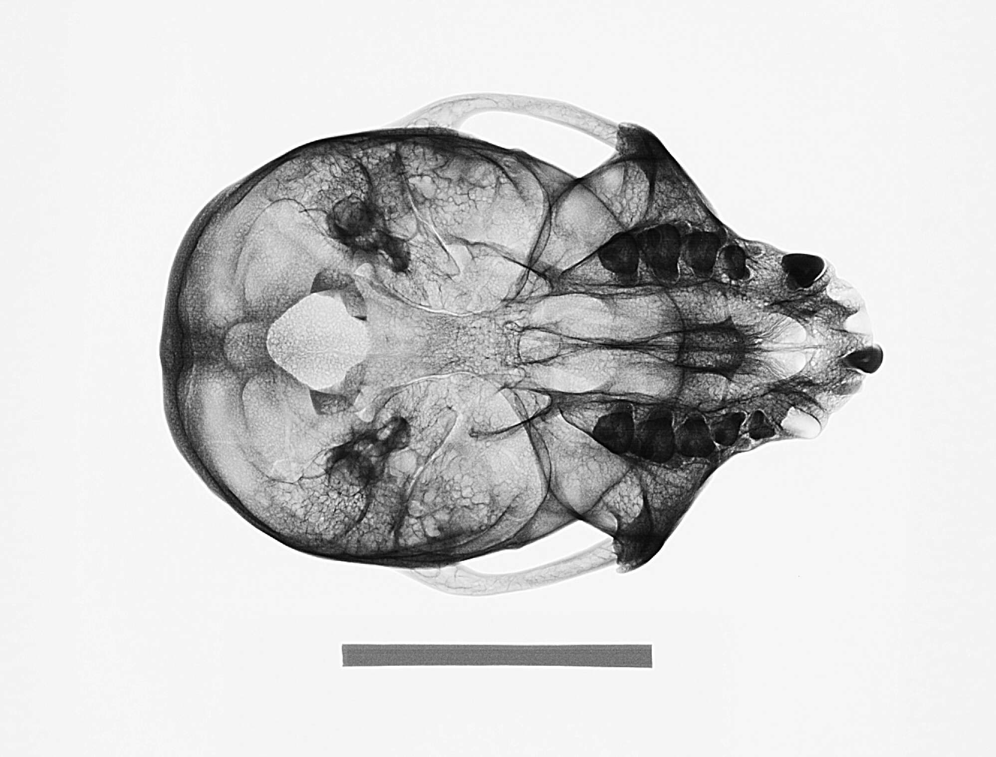 Слика од Chlorocebus pygerythrus hilgerti (Neumann 1902)