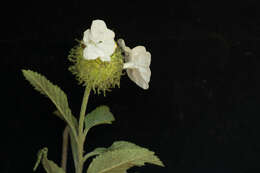 Image of Varronia oaxacana (DC.) Friesen