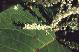 Image of Polygonum cuspidatum Siebold & Zucc.