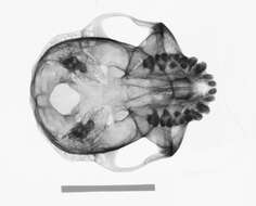 Image of Trachypithecus cristatus cristatus (Raffles 1821)