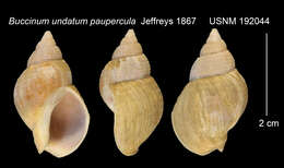 Image of Buccinum undatum var. paupercula Jeffreys 1867