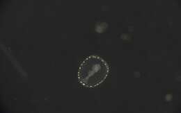 Image of segmented worms