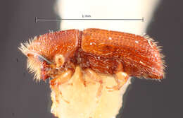 Image of Pityophthorus antillicus Bright 1981