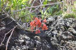 Kalanchoe delagoensis Eckl. & Zeyh. resmi