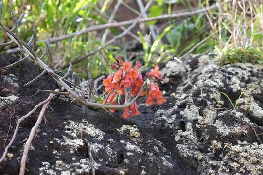 Image of Chandelier plant