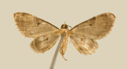Imagem de Eupithecia tenera Schaus 1913