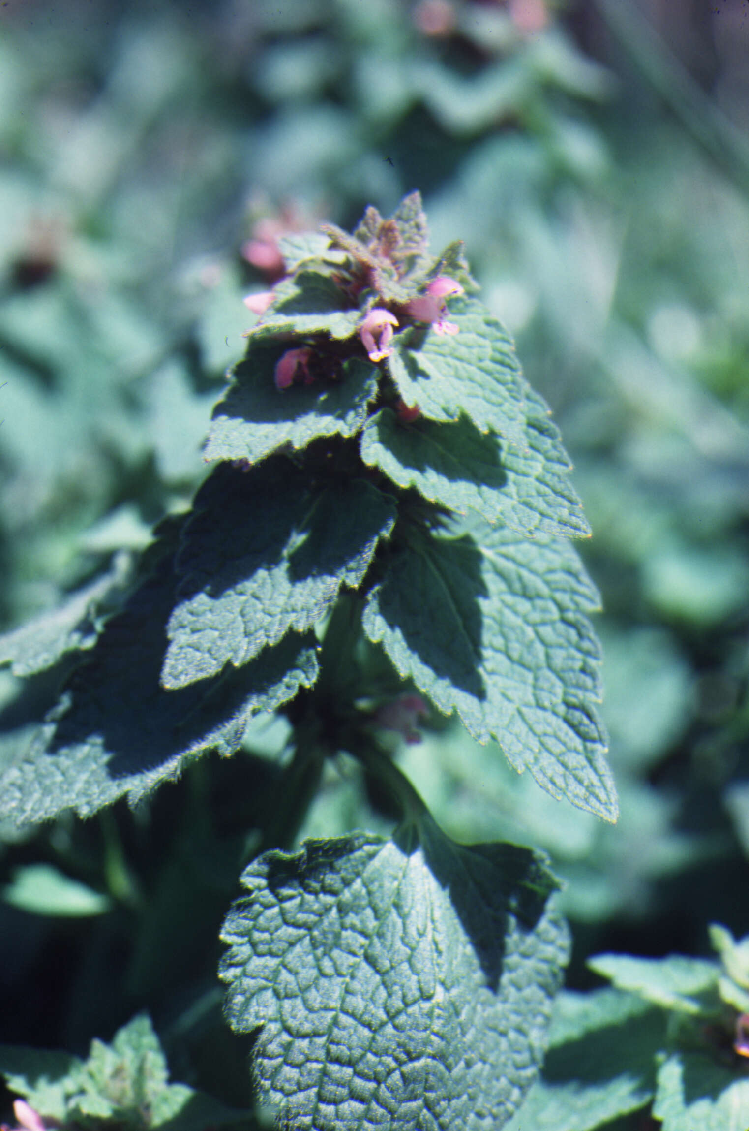 Image of purple archangel