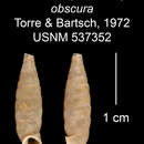 Plancia ëd <i>Centralia obscura</i> Torre & Bartsch