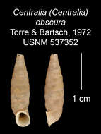 Imagem de <i>Centralia obscura</i> Torre & Bartsch