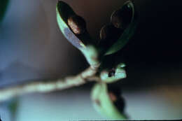 Image de Rinorea flavescens (Aubl.) Kuntze
