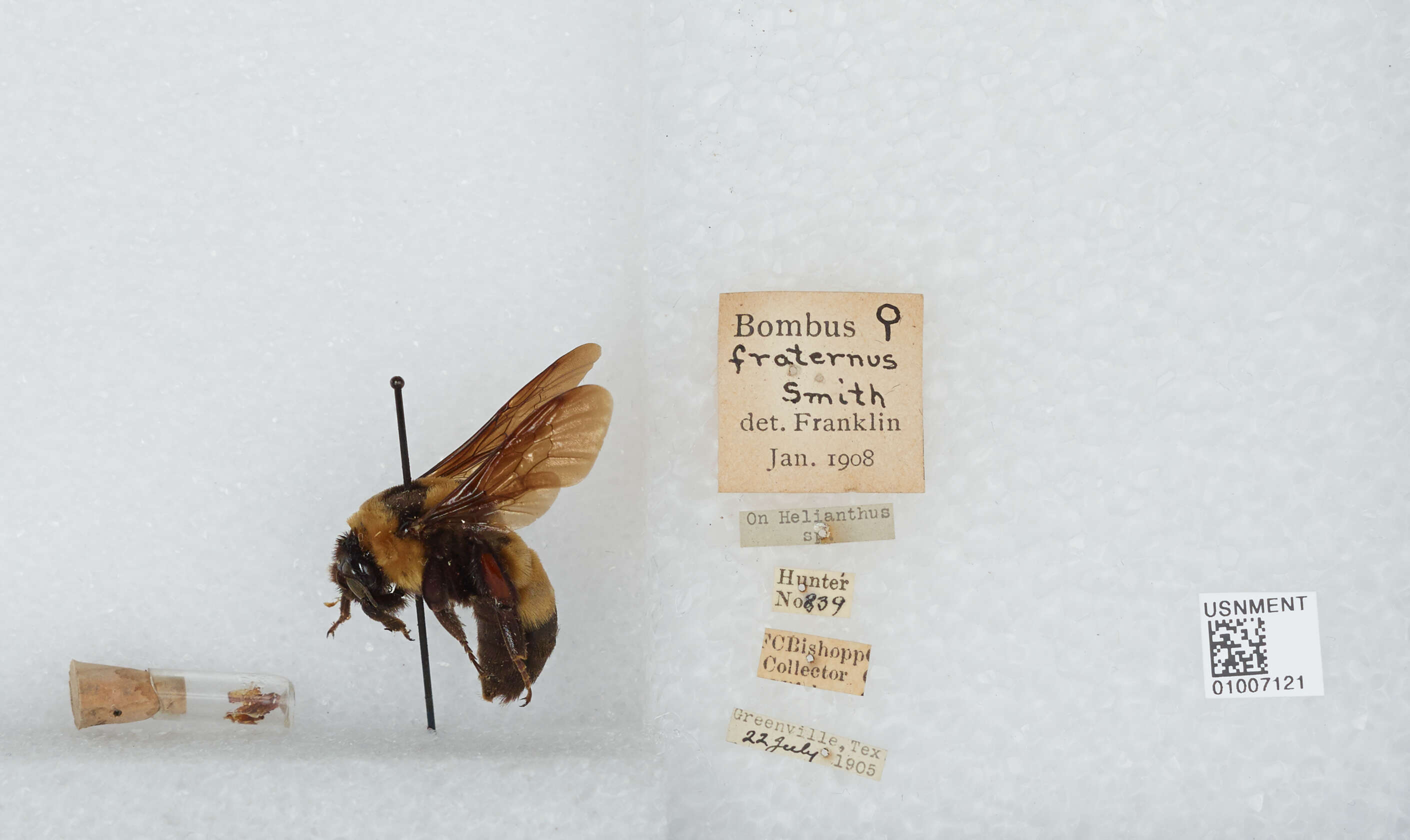 Слика од Bombus fraternus (Smith 1854)