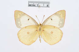 Image of Clouded sulphur