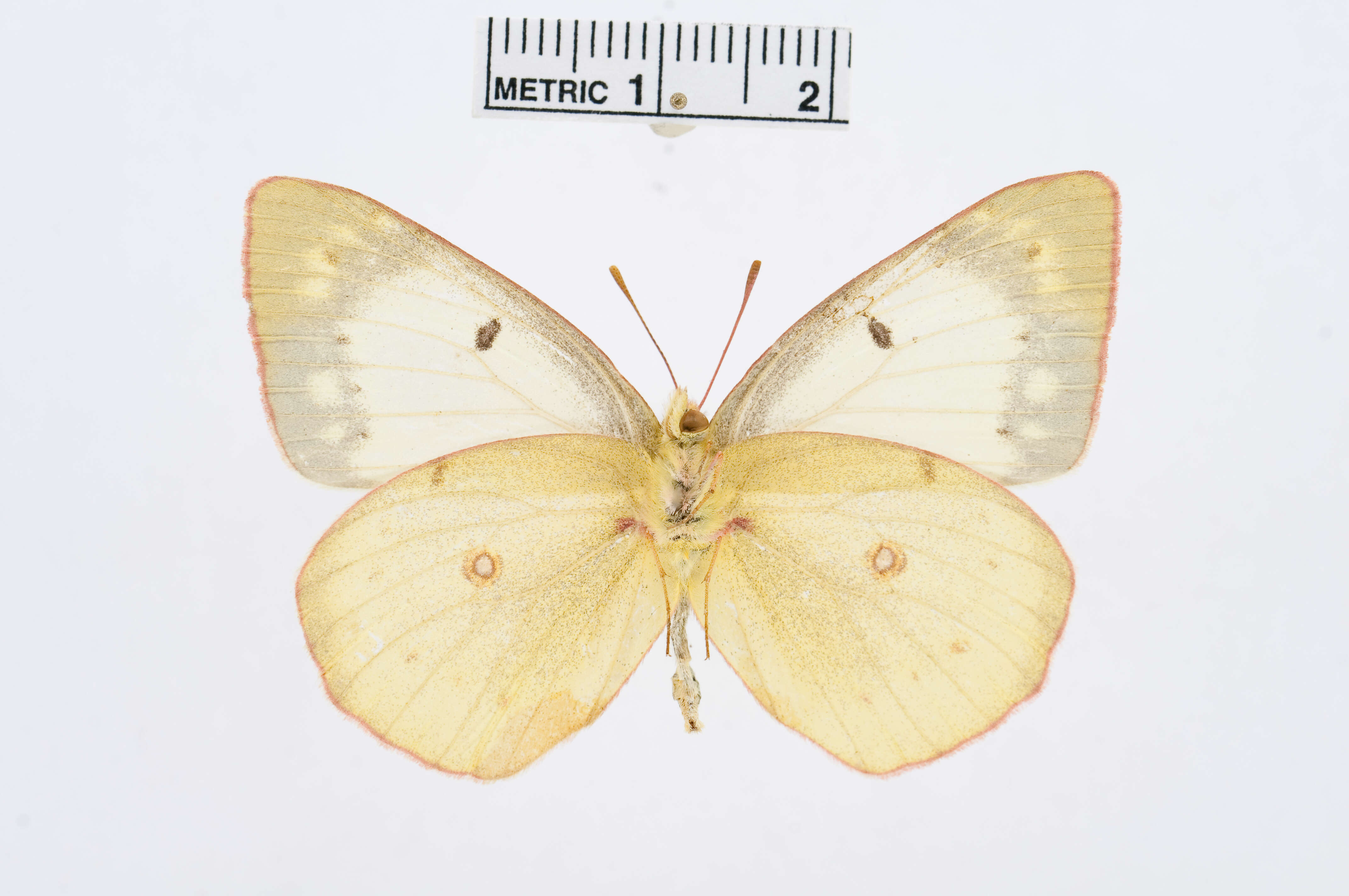 Image of Clouded sulphur