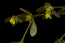 Image of common purslane