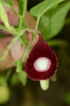 Image of Aristolochia L.