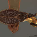 Image of Alveotingis grossocerata Osborn & Drake 1916