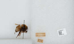 Слика од Bombus sonorus Say 1837